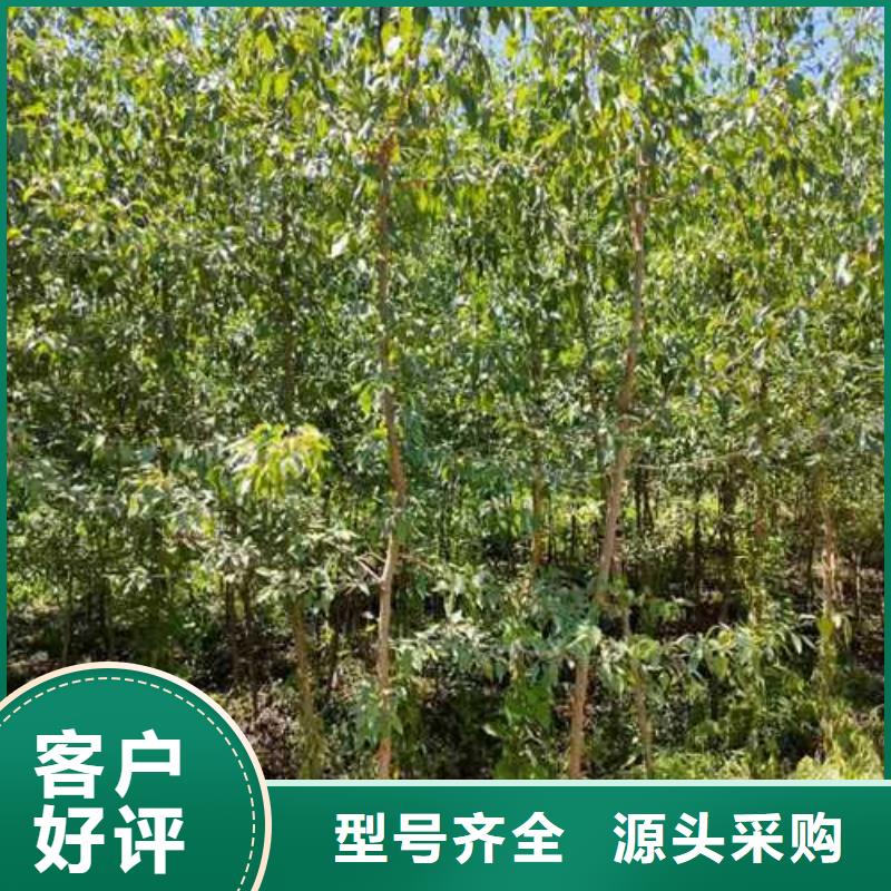 杜梨【黄冠梨树苗】敢与同行比价格