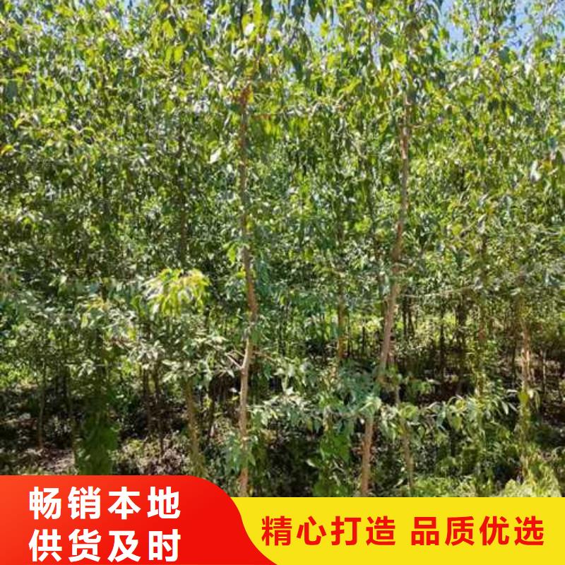 杜梨红香酥梨树苗质量检测