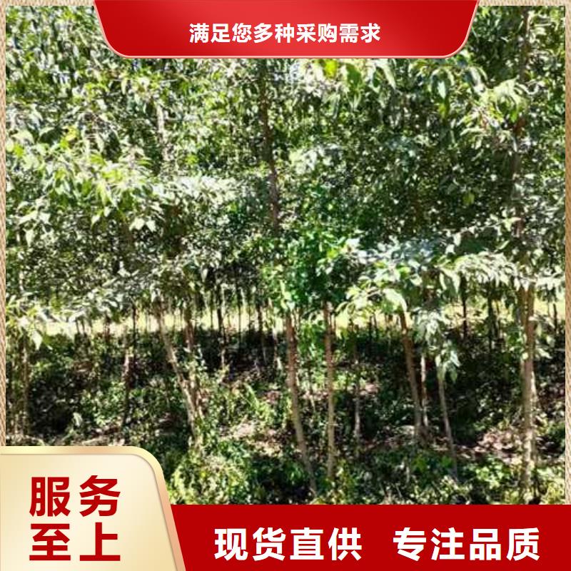 杜梨-奥红全红梨树苗优质工艺