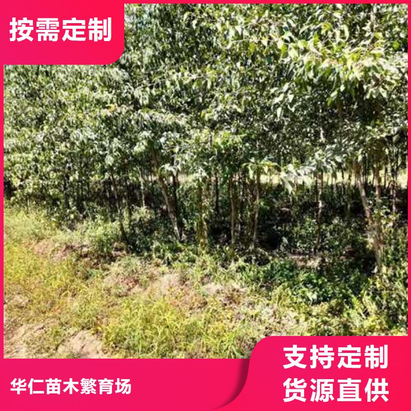 杜梨梨树苗实地大厂