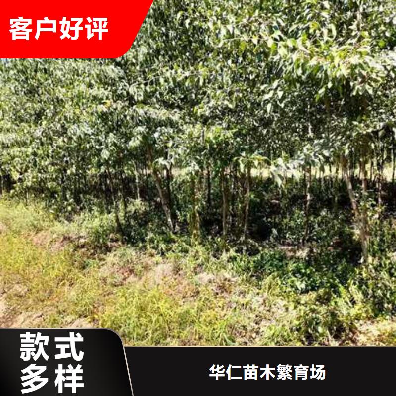【杜梨】北京十四号桃树苗适用场景