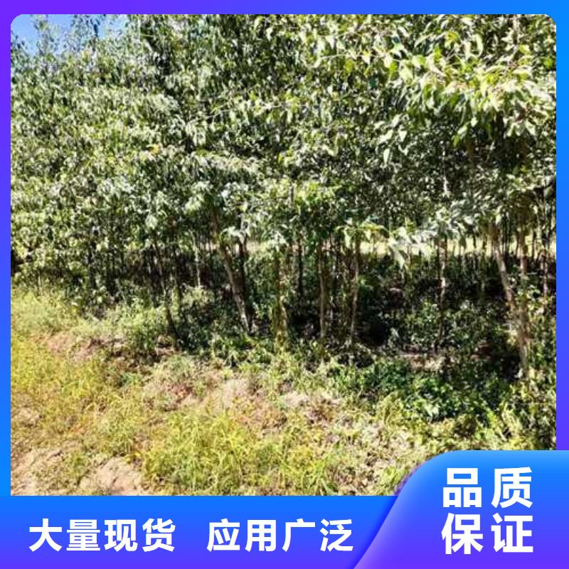 杜梨_奥红全红梨树苗同行低价