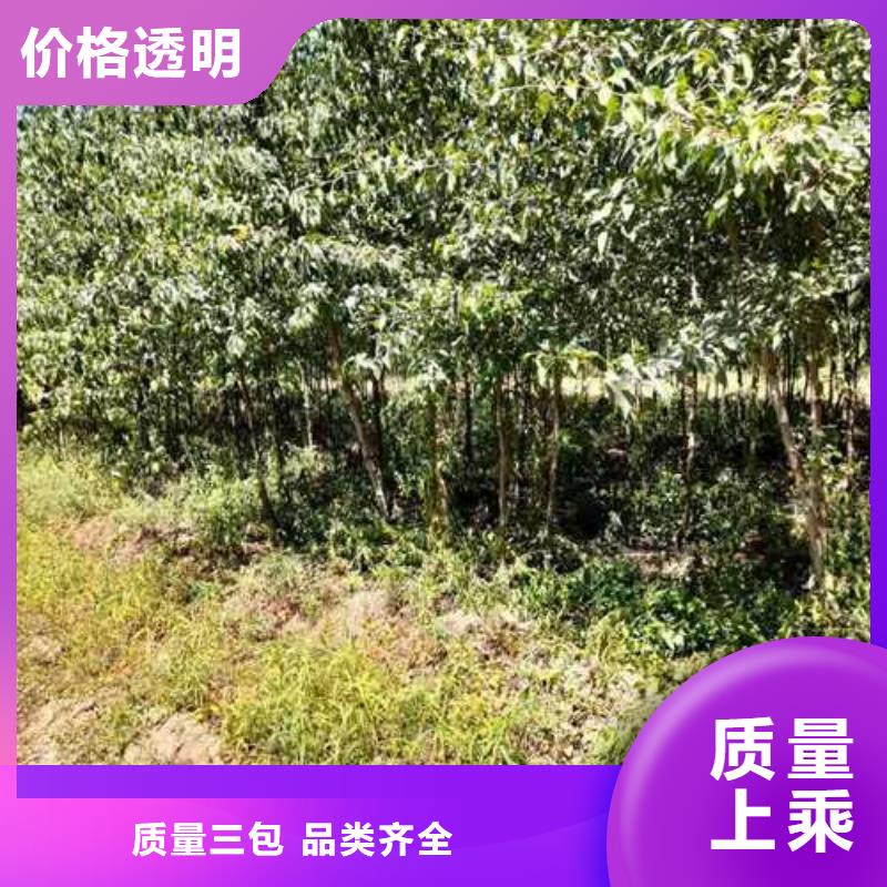 杜梨皇冠梨树苗应用广泛