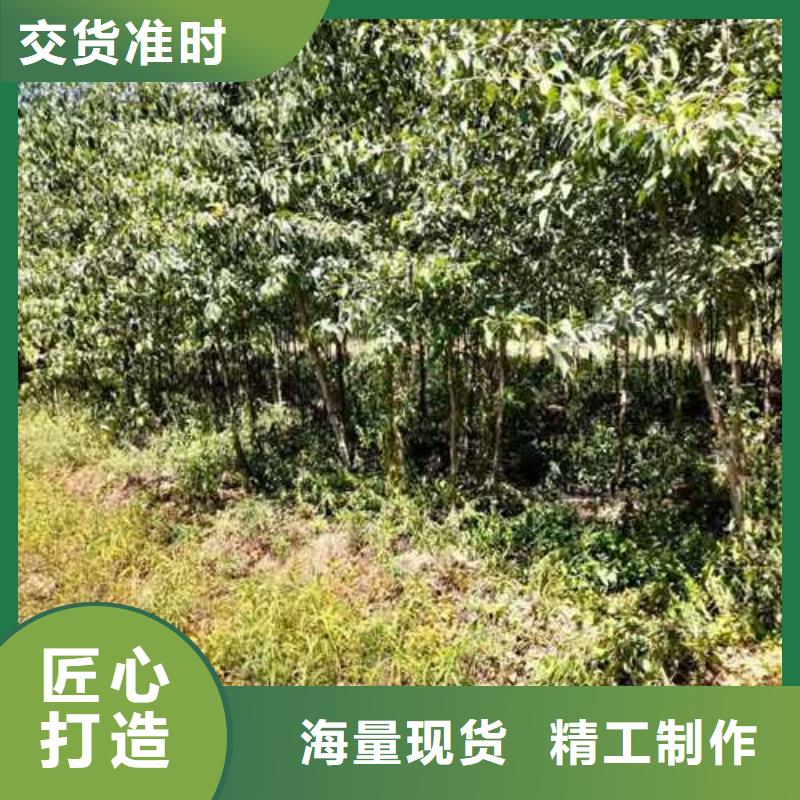 杜梨奥红一号梨苗匠心品质