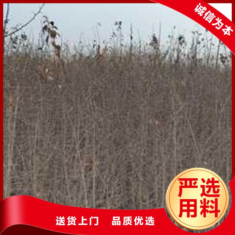 【 杜梨_奥红全红梨树苗从厂家买售后有保障】-华仁苗木繁育场(杭州市分公司)