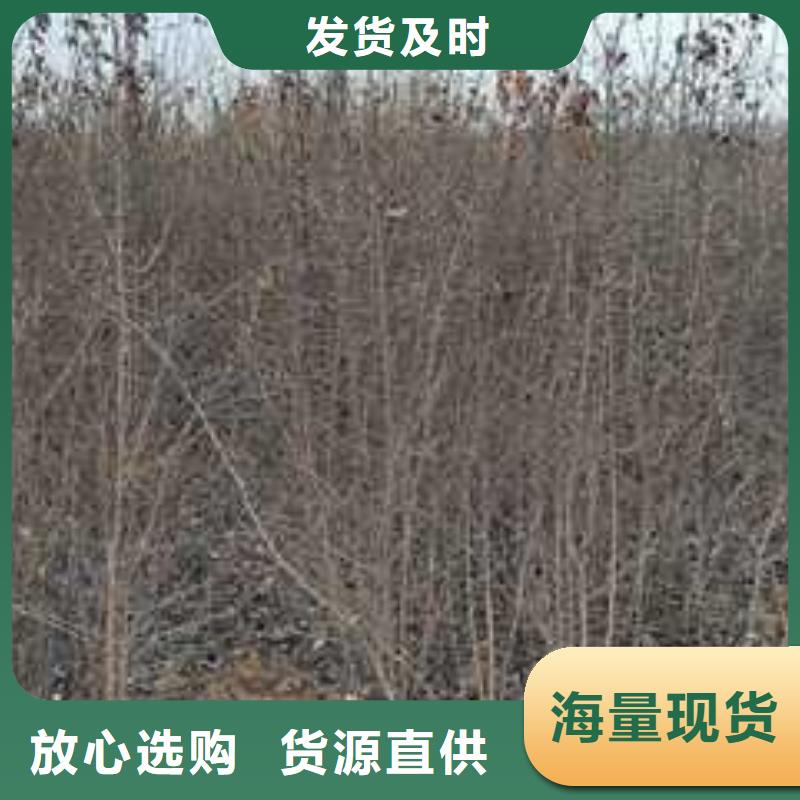 杜梨,秋月梨树苗安装简单