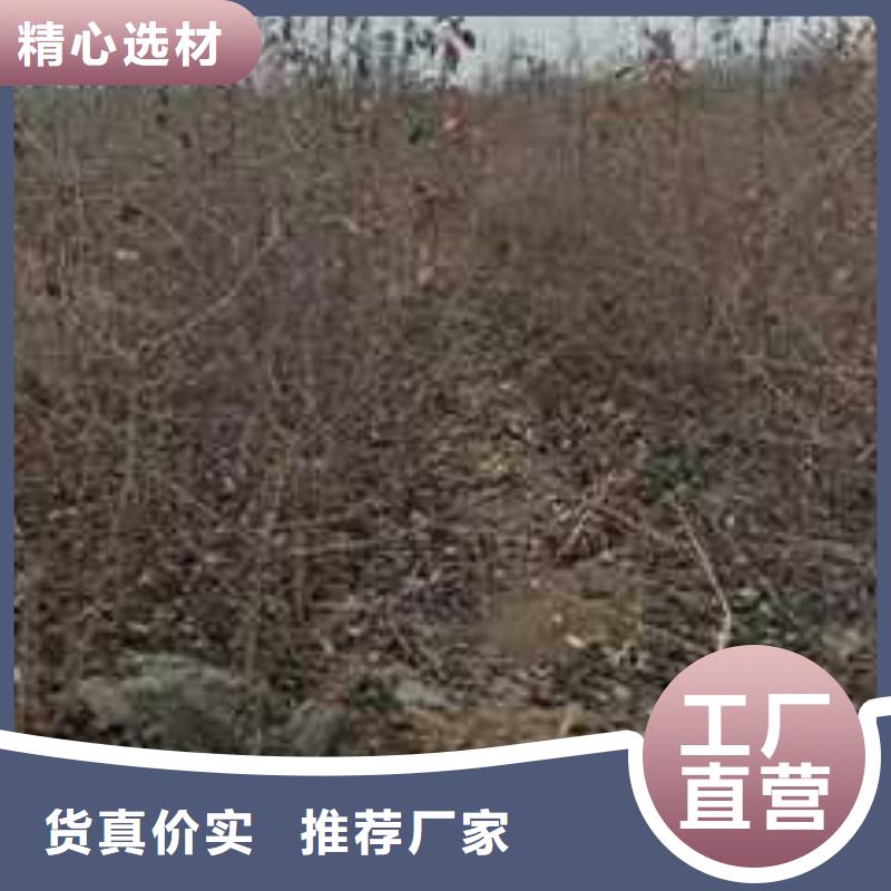 杜梨_山桃苗细节决定成败