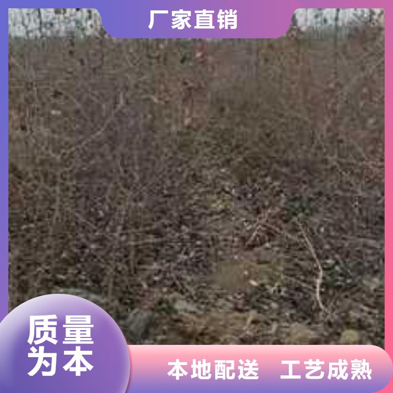 杜梨红香酥梨树苗欢迎来厂考察