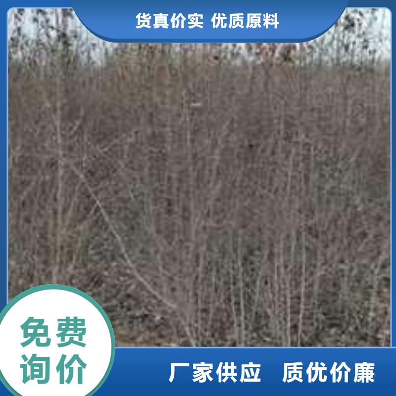 杜梨【杜梨苗】为品质而生产