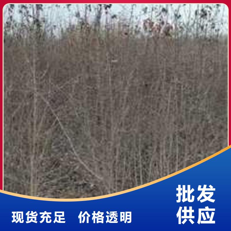 杜梨新梨7号梨树苗批发货源