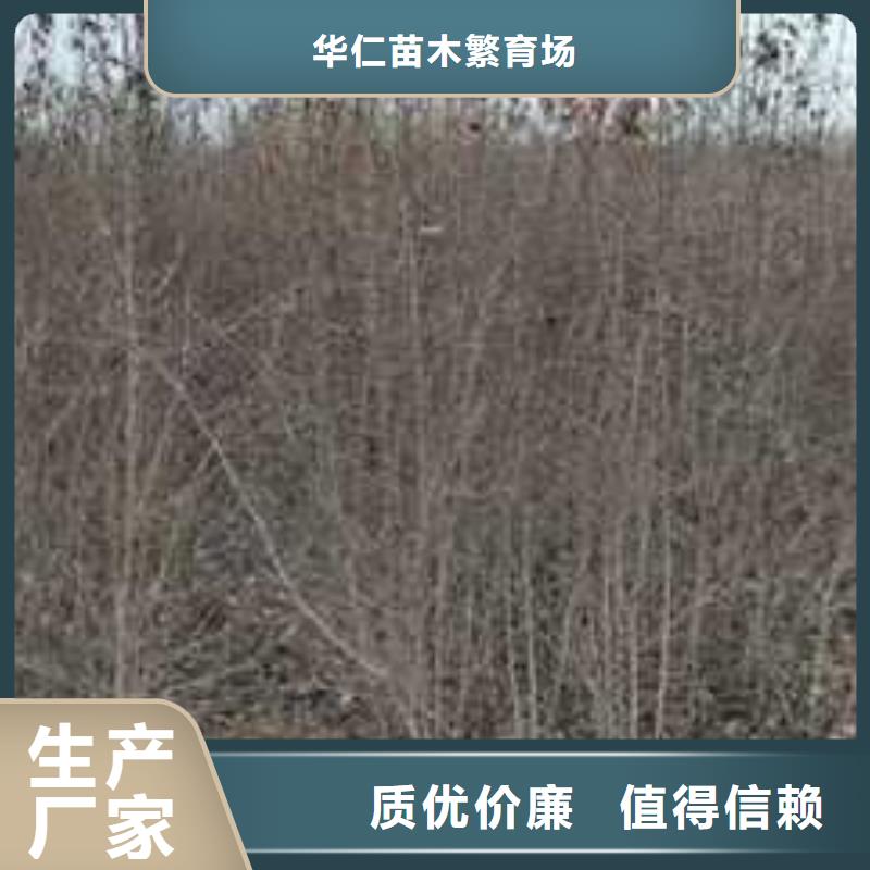 杜梨-奥红全红梨树苗优质工艺