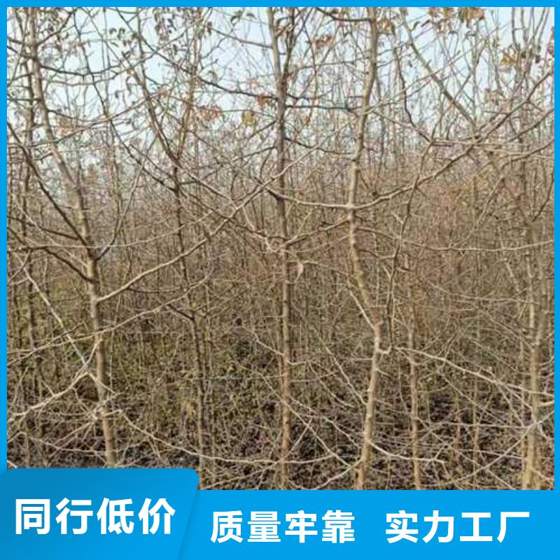 杜梨梨树苗基地注重细节