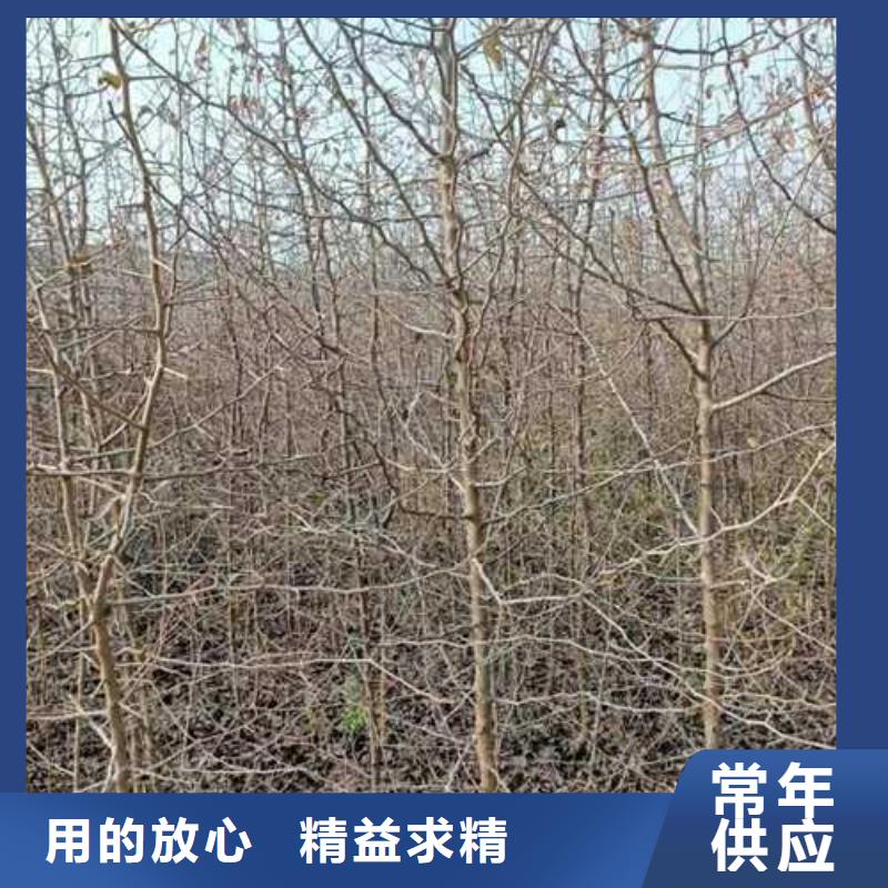 杜梨黄冠梨树苗好厂家有担当