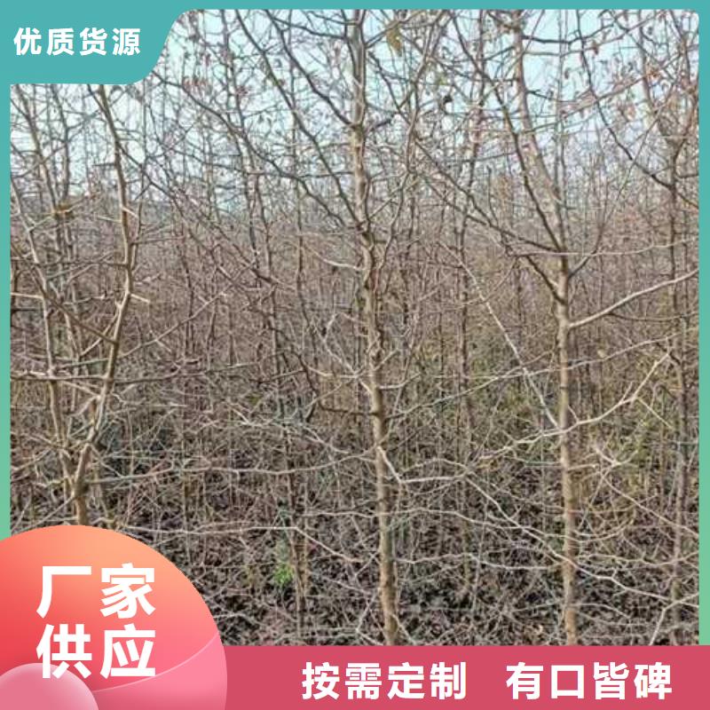杜梨桃树苗现货充足量大优惠