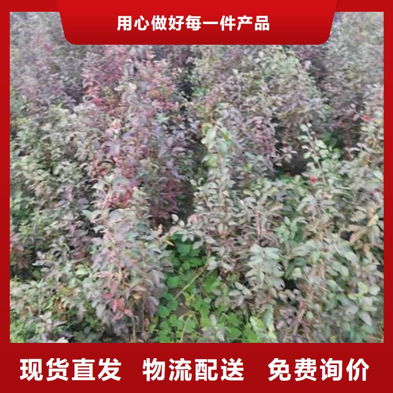 杜梨【杜梨苗】为品质而生产