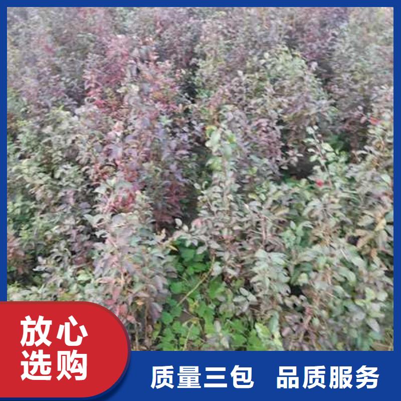 杜梨玉露香梨树苗实体厂家大量现货
