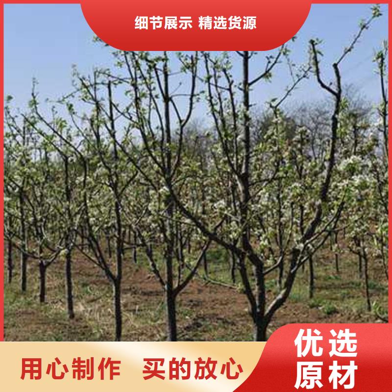 杜梨【香酥梨树苗】种类齐全