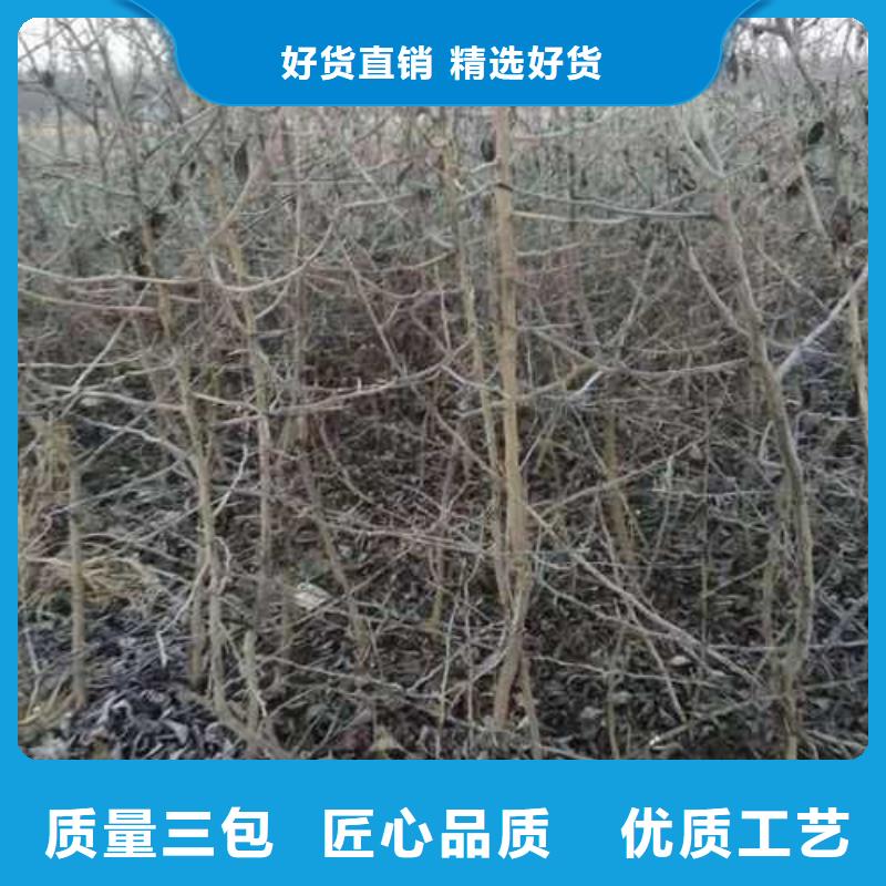 杜梨玉露香梨树苗打造好品质
