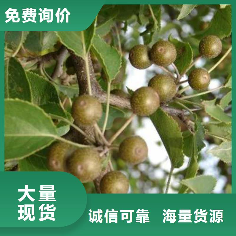 杜梨瑞蟠101桃树苗厂家案例