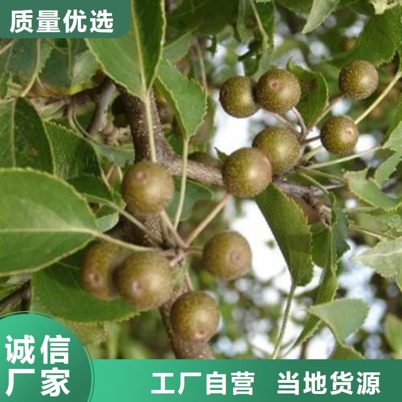杜梨-秋月梨树苗品质之选