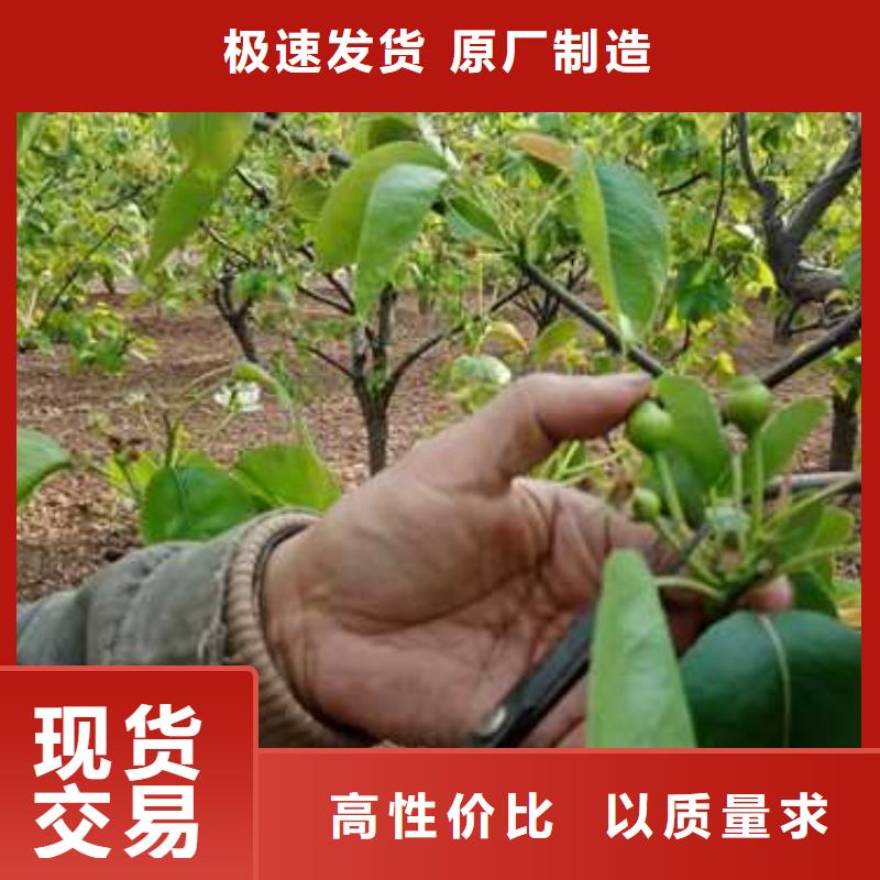 杜梨海棠苗品质保障价格合理