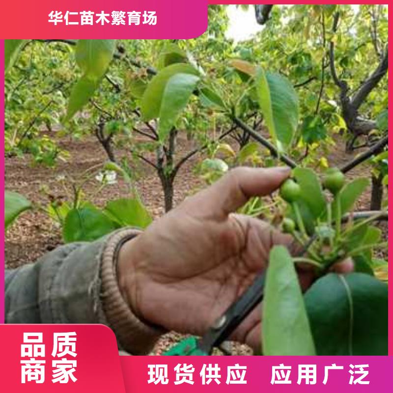 杜梨秋月梨树苗质量上乘