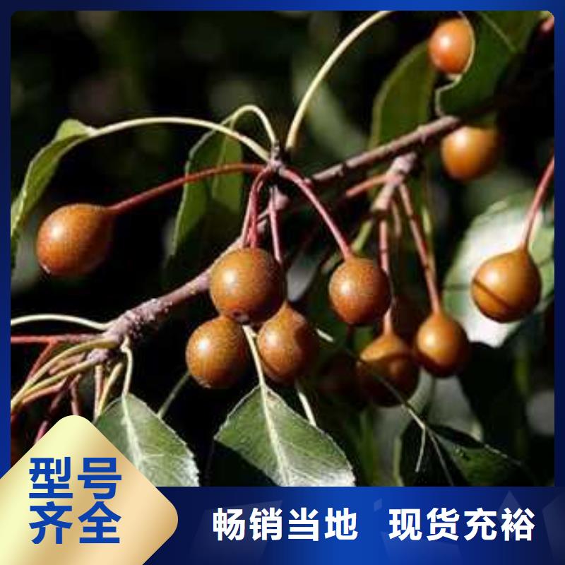杜梨-秋月梨树苗品质之选