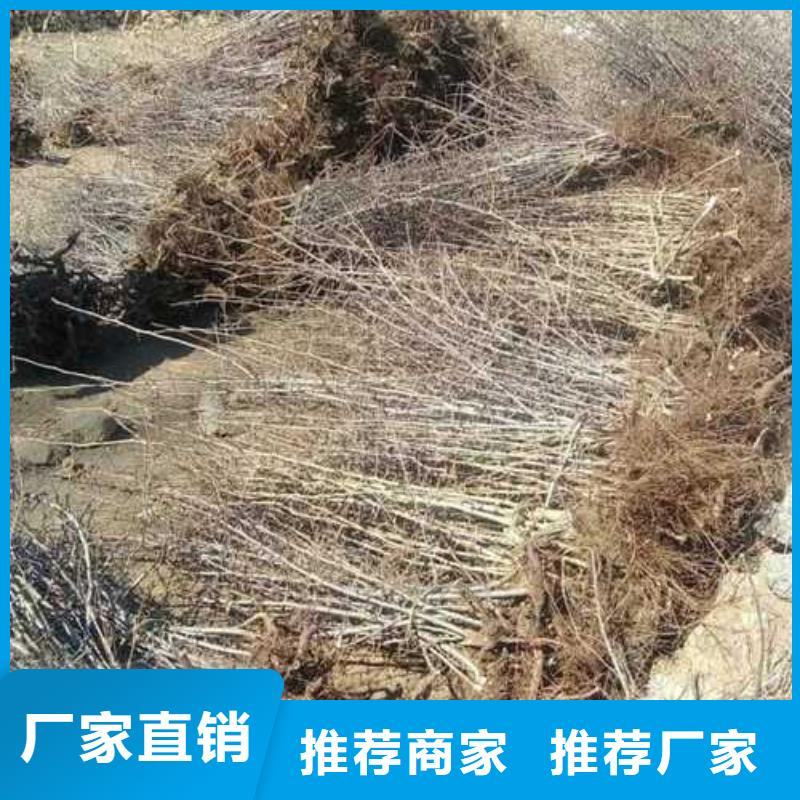杜梨红香酥梨树苗实力厂家