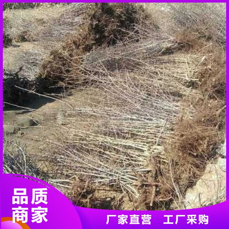 杜梨山桃苗品质有保障