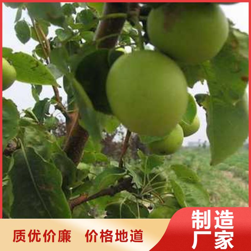 杜梨瑞蟠101桃树苗常年供应