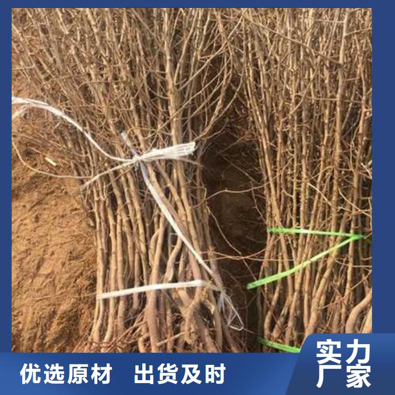 杜梨-奥红全红梨树苗优质工艺