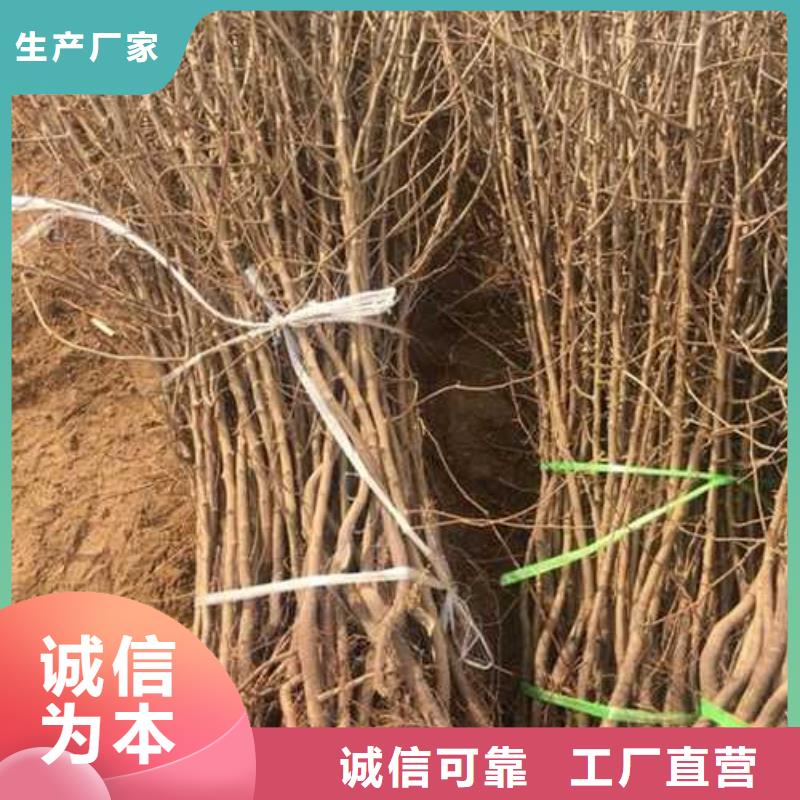 杜梨奥红一号梨苗匠心品质