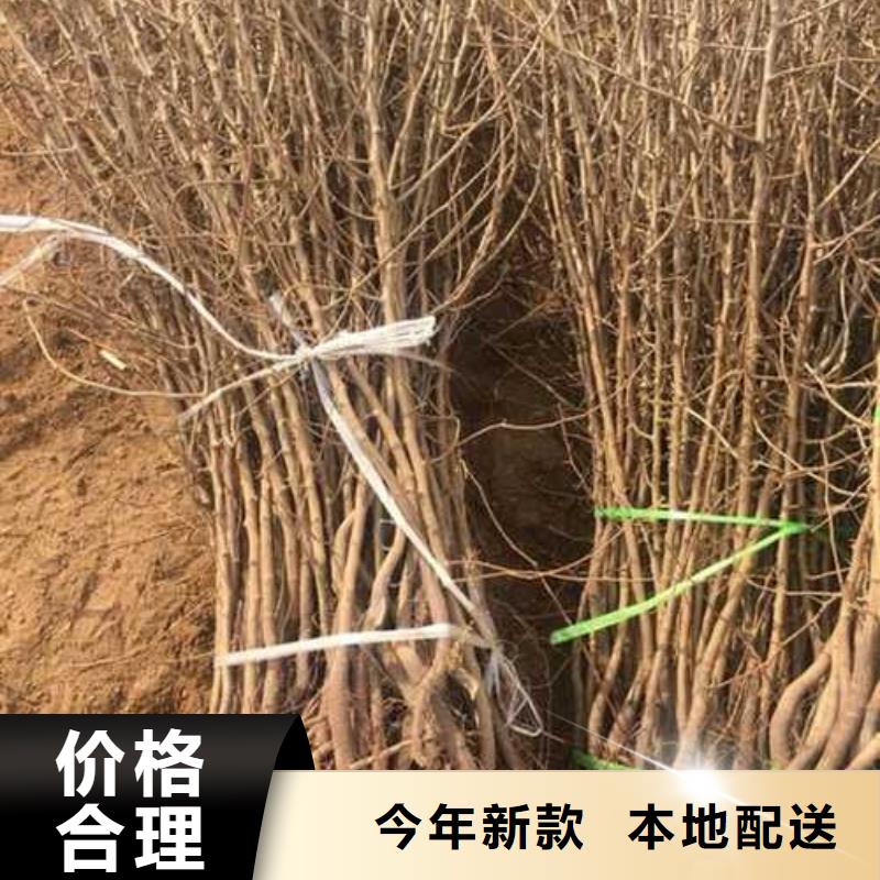 【杜梨海棠苗源头直供】