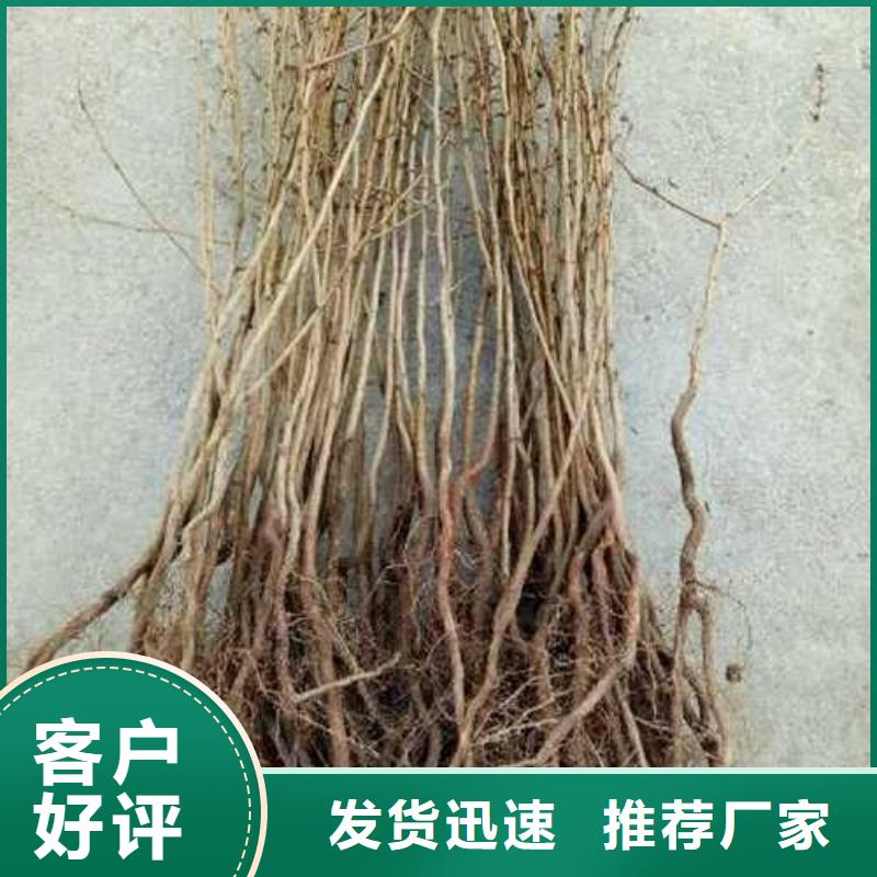 杜梨_奥红全红梨树苗同行低价