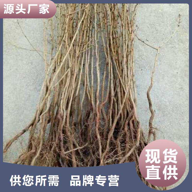 杜梨_瑞蟠101桃树苗买的是放心