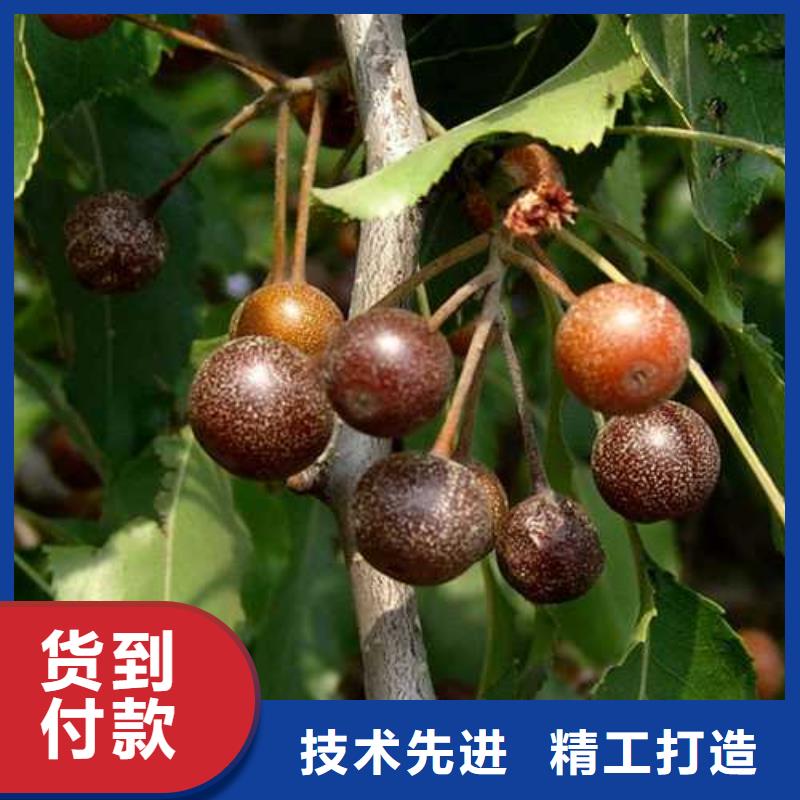 杜梨,【红香酥梨树苗】N年大品牌