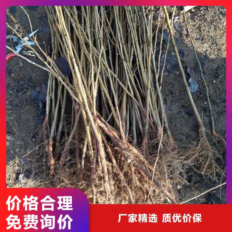 杜梨,【红香酥梨树苗】N年大品牌