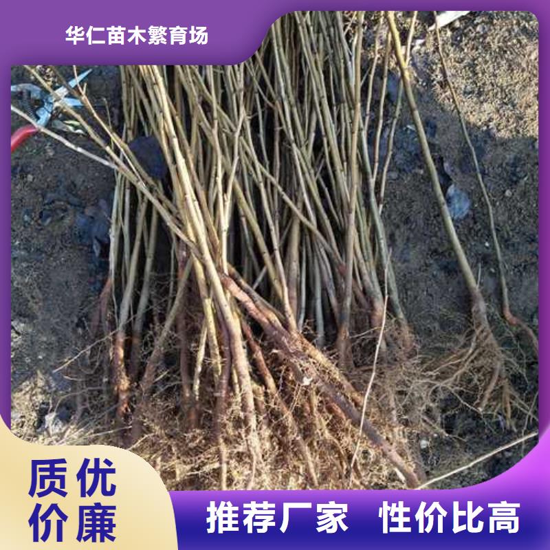 杜梨奥红全红梨树苗今日价格