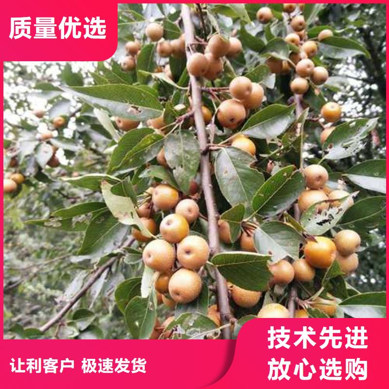 杜梨奥红一号梨苗专注细节更放心
