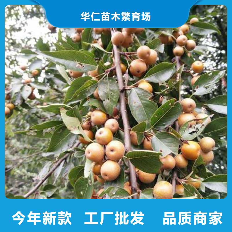 杜梨奥红一号梨苗匠心品质