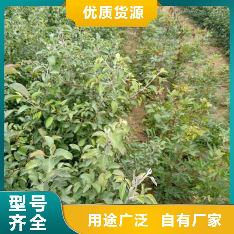 杜梨红香酥梨树苗您想要的我们都有