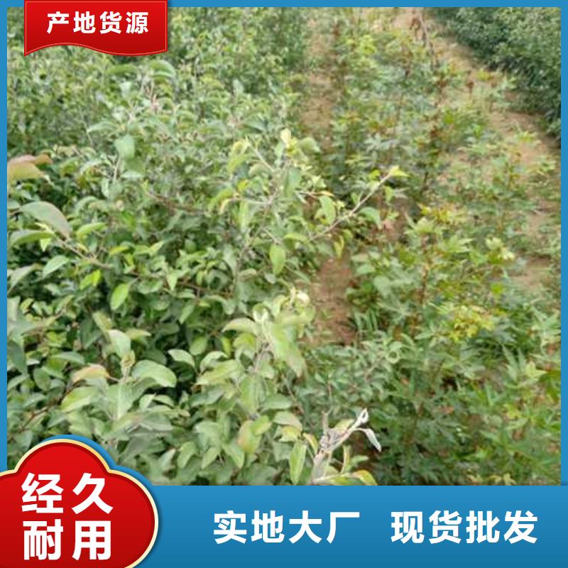 杜梨-奥红全红梨树苗优质工艺