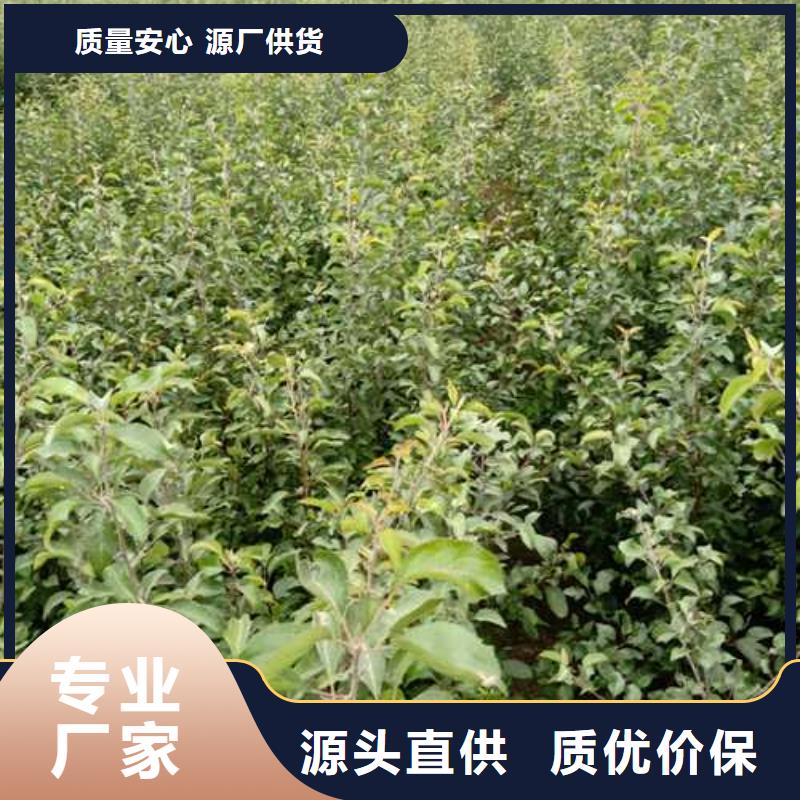 【 杜梨_奥红全红梨树苗从厂家买售后有保障】-华仁苗木繁育场(杭州市分公司)