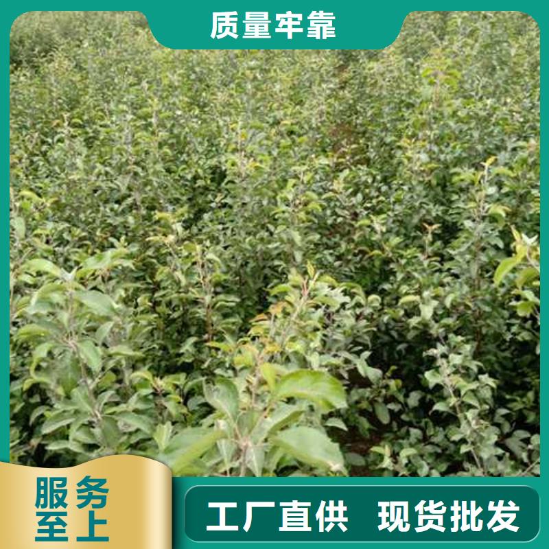 【杜梨皇冠梨树苗厂家】