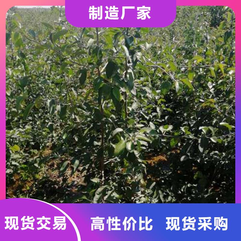 杜梨皇冠梨树苗应用广泛