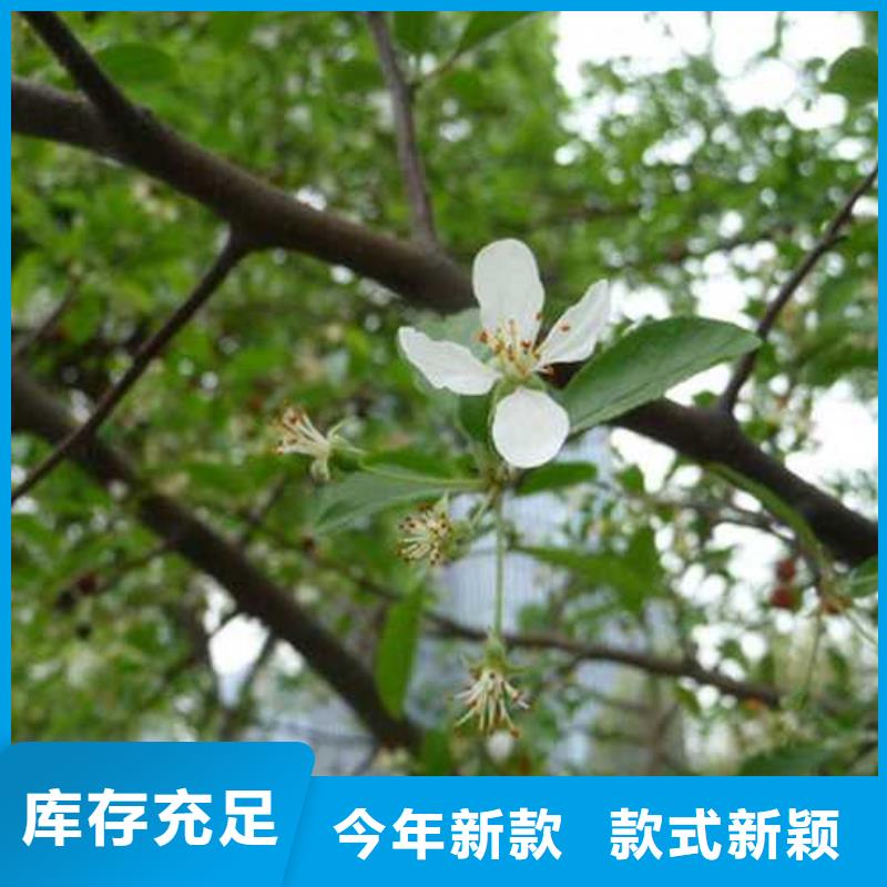 杜梨桃树苗现货充足量大优惠