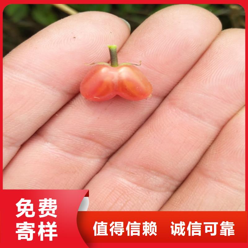 杈杷果-樱桃苗采购无忧