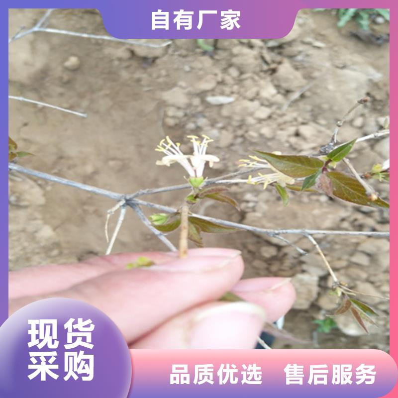 杈杷果苹果苗好品质用的放心