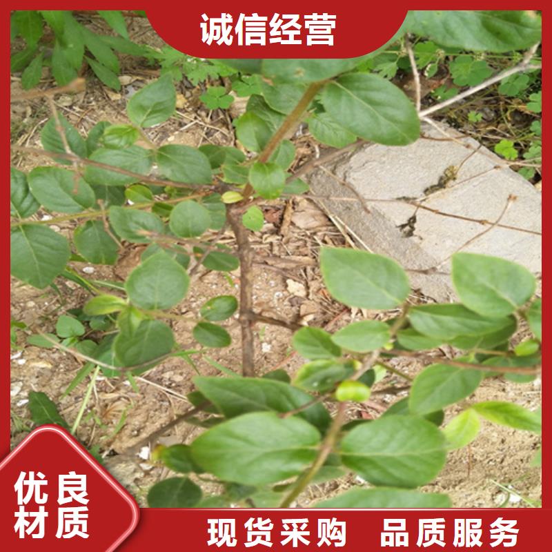 杈杷果-樱桃苗采购无忧