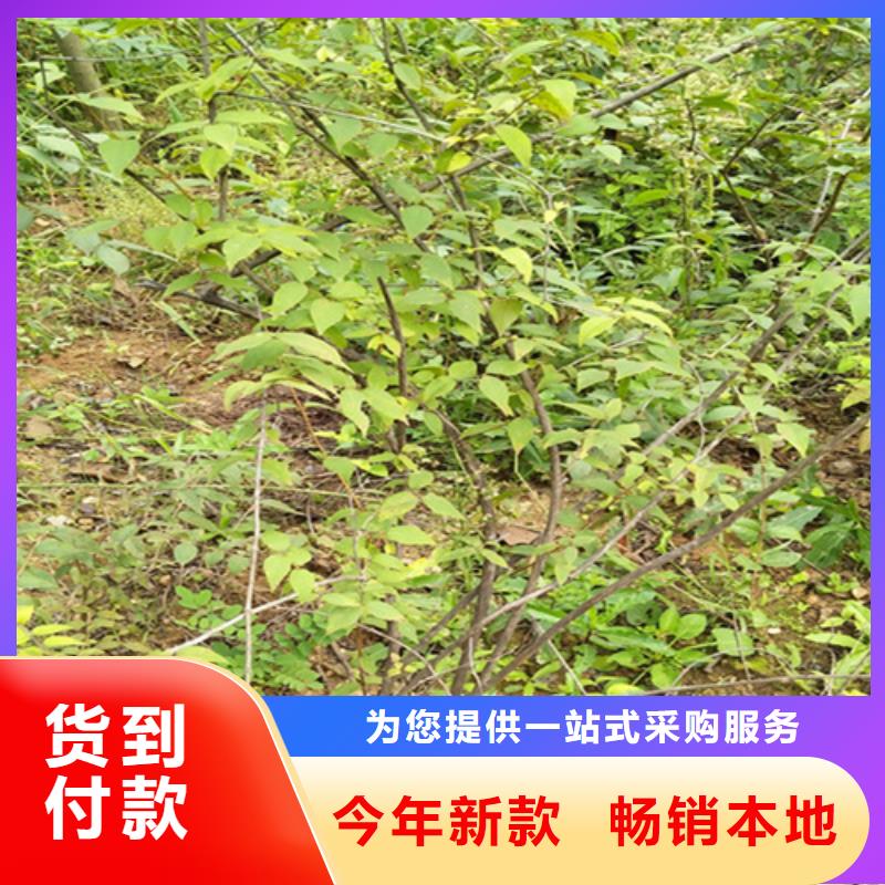 四平|通化|长春|延边|吉林|辽源杈杷果,【樱桃苗】货源充足生产厂家